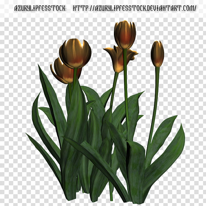 D object tulips, brown flowers with text overlay transparent background PNG clipart