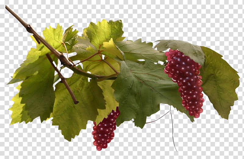 Common Grape Vine Grape leaves Seedless fruit, Food, Blackberry, Leaf, Tree, Blog, Plant, Flower transparent background PNG clipart