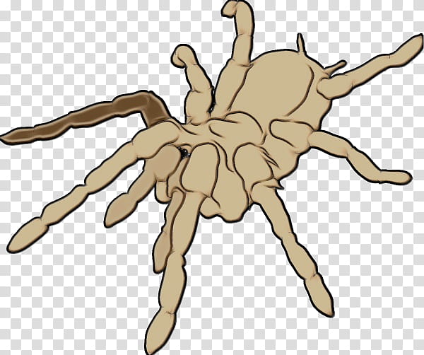 spider tarantula arachnid cartoon hand, Watercolor, Paint, Wet Ink, Line, Finger transparent background PNG clipart