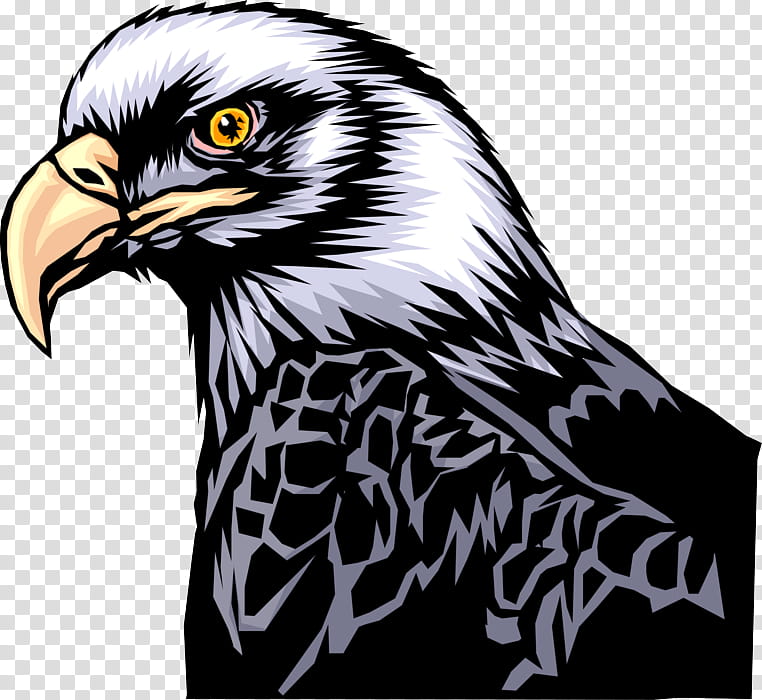 bird eagle bird of prey hawk accipitridae, Beak, Bald Eagle, Falcon, Kite transparent background PNG clipart