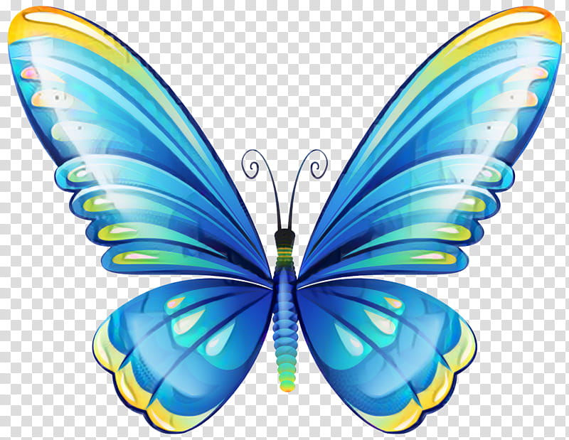 Butterfly Design, Monarch Butterfly, Glasswing Butterfly, Web Design ...