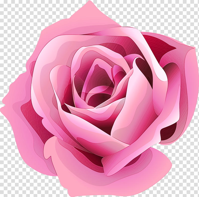 Watercolor Pink Flowers, Paint, Wet Ink, Garden Roses, Cabbage Rose, Petal, Cut Flowers, transparent background PNG clipart