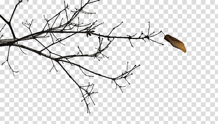 Birch Tree, Twig, Branch, Drawing, Leaf, Laundry, Line, Plant transparent background PNG clipart