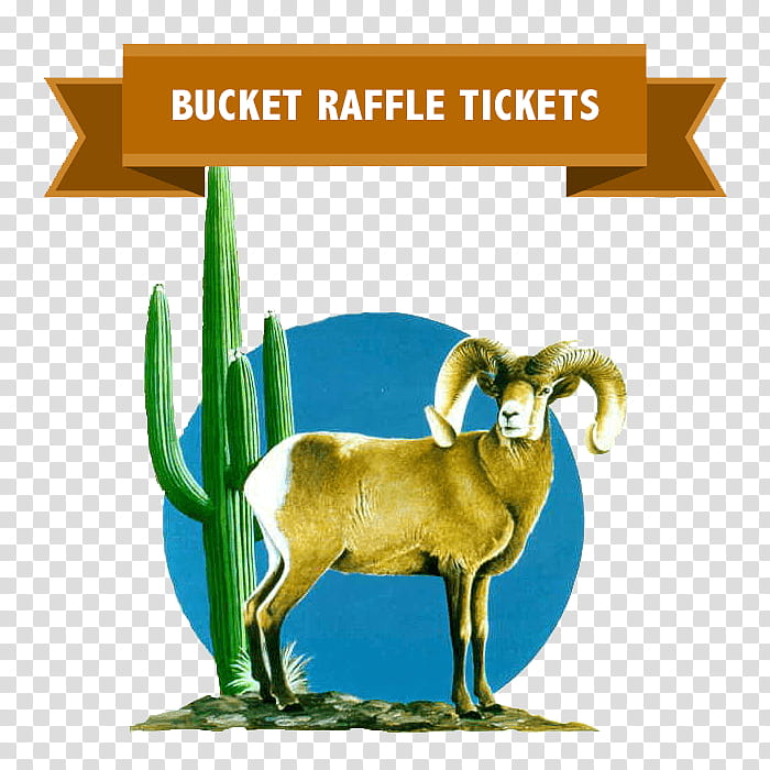 Skull, Sheep, Cattle, Horn, Danish Landrace Goat, Bighorn Sheep, Live, Mouflon transparent background PNG clipart