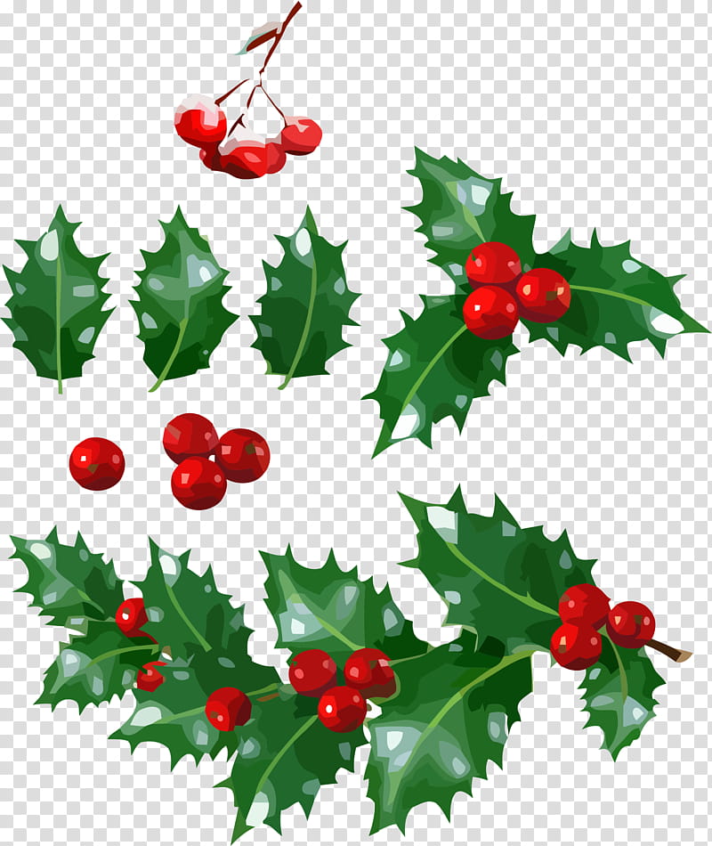 christmas, Christmas , Holly, Chinese Hawthorn, Plant, Leaf, Currant, Flower transparent background PNG clipart