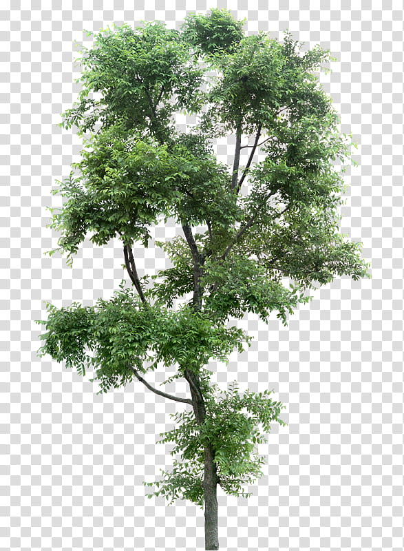 OO WATCHERS, green neem tree transparent background PNG clipart