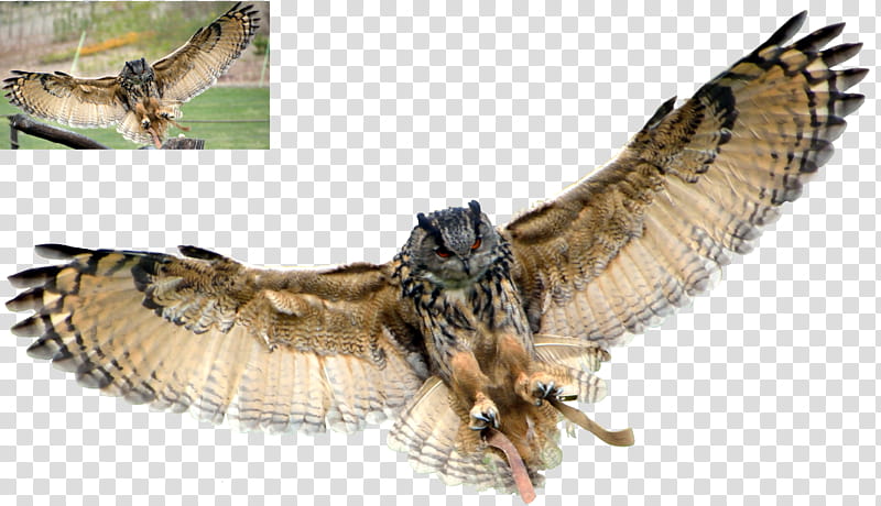Eagle Owl, brown and black bird illustration transparent background PNG clipart