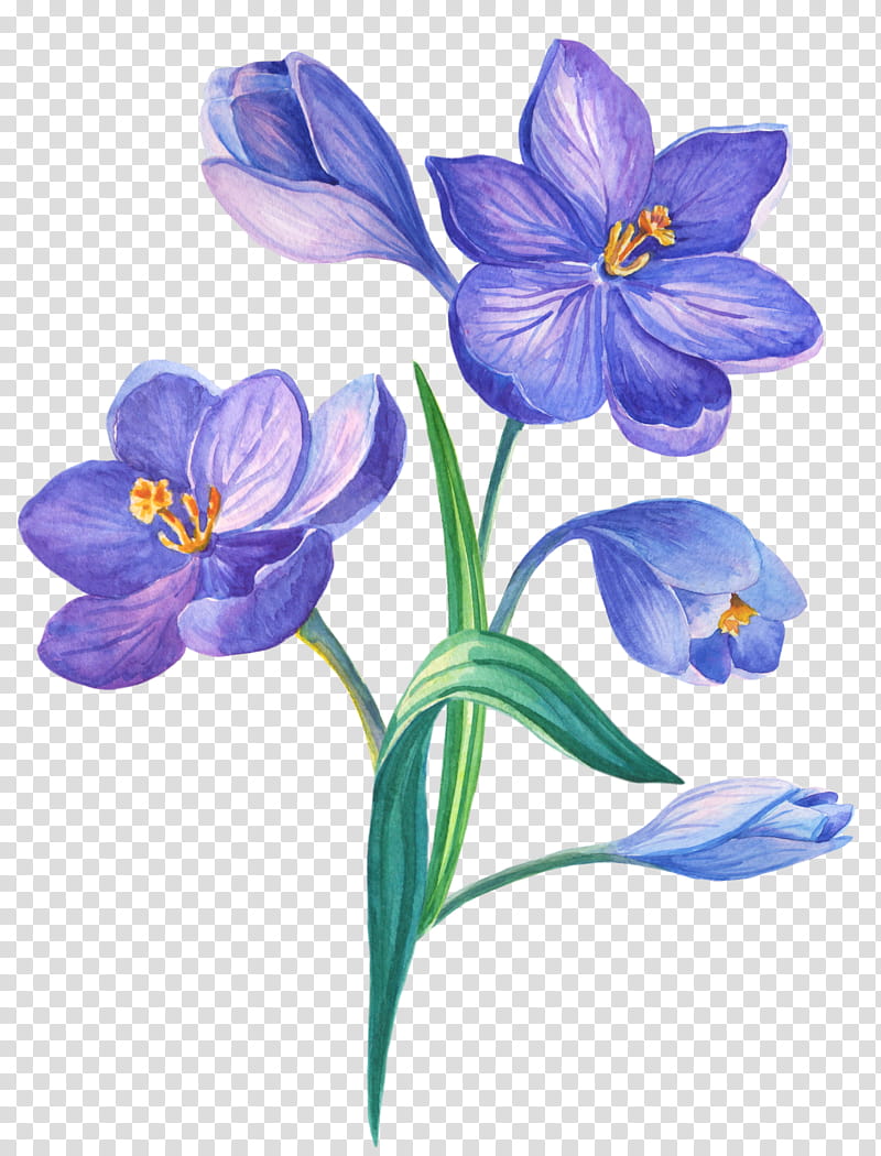 Watercolor Flower, Drawing, Watercolor Painting, Plant, Petal, Crocus, Saffron Crocus, Iris Family transparent background PNG clipart