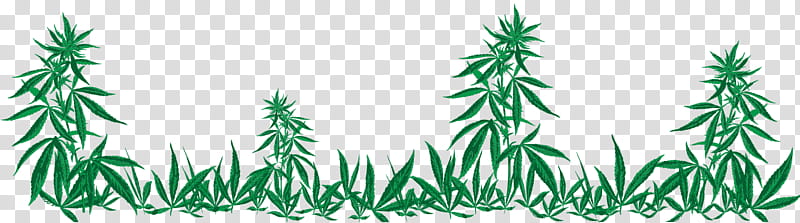 Christmas Tree, Trinidad, Trinidad And Tobago, Cannabis, Cannabis Shop, Green, Leaf, Plant transparent background PNG clipart