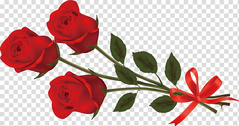 three flowers three roses valentines day, Red, Petal, Garden Roses, Plant, Floribunda, Rose Family, Cut Flowers transparent background PNG clipart