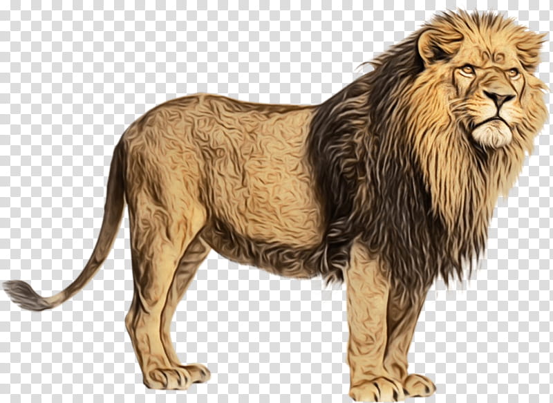 Cats, Lion, Roar, Lions Roar, Alamy, Panthera, Masai Lion, Wildlife transparent background PNG clipart