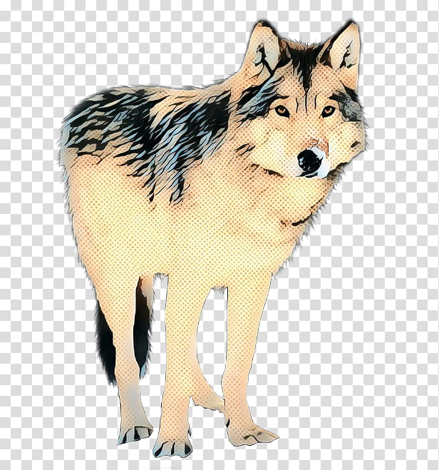 Wolf, Saarloos Wolfdog, Coyote, Alaskan Tundra Wolf, Jackal, Red Wolf, Fur, Snout transparent background PNG clipart