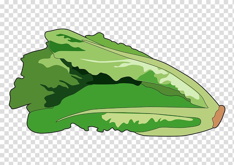 Green Grass, Greens, Lettuce, Drawing, Leaf, Vegetable, Romaine Lettuce, Food transparent background PNG clipart