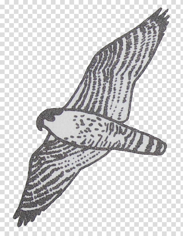Eagle Drawing, Hawk, Shoe, Beak, Feather, Peregrine Falcon, Bird, Kite transparent background PNG clipart
