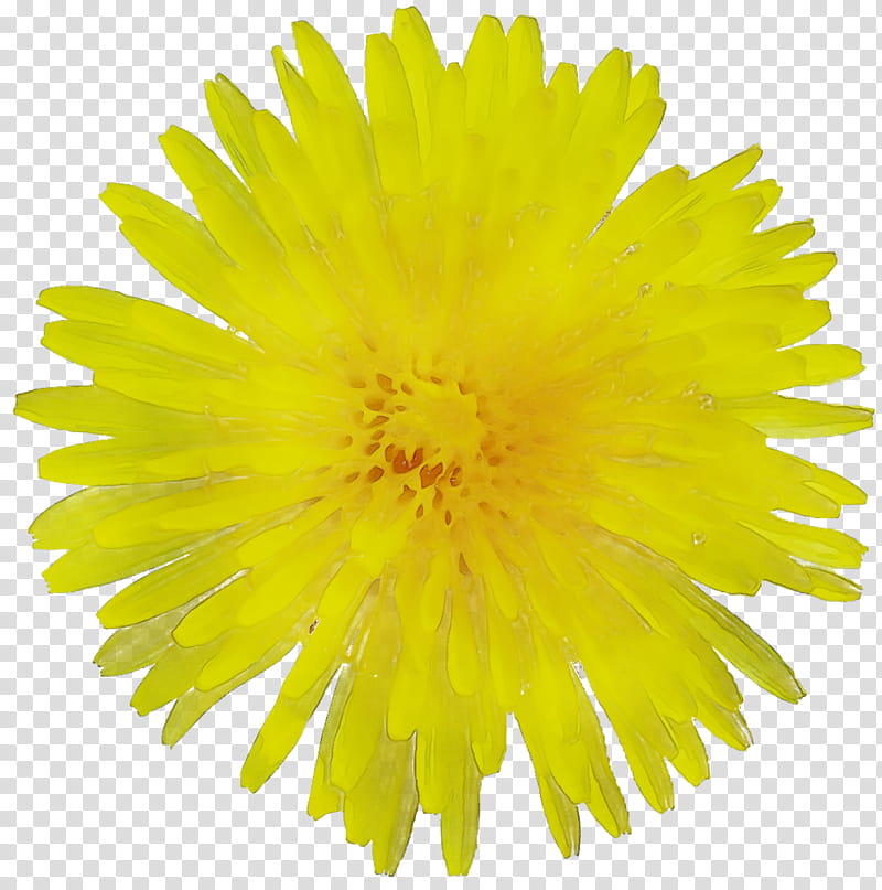 Marigold Flower, Dandelion, Yellow, Sow Thistles, English Marigold, Plant, Pollen, Coltsfoot transparent background PNG clipart