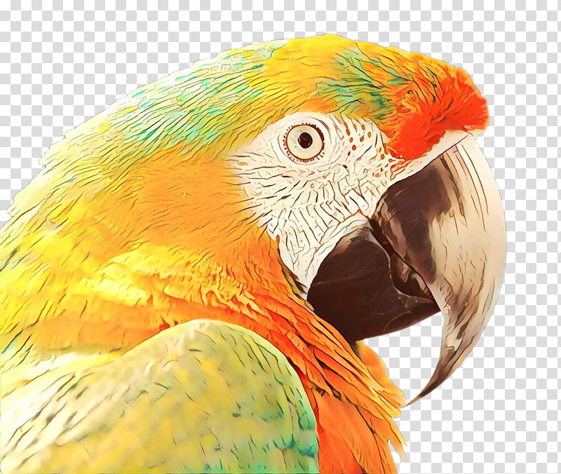 Bird Parrot, Macaw, Animal, Bird Hybrid, Parrots, Tropics, Amazon Parrot, Parakeet transparent background PNG clipart