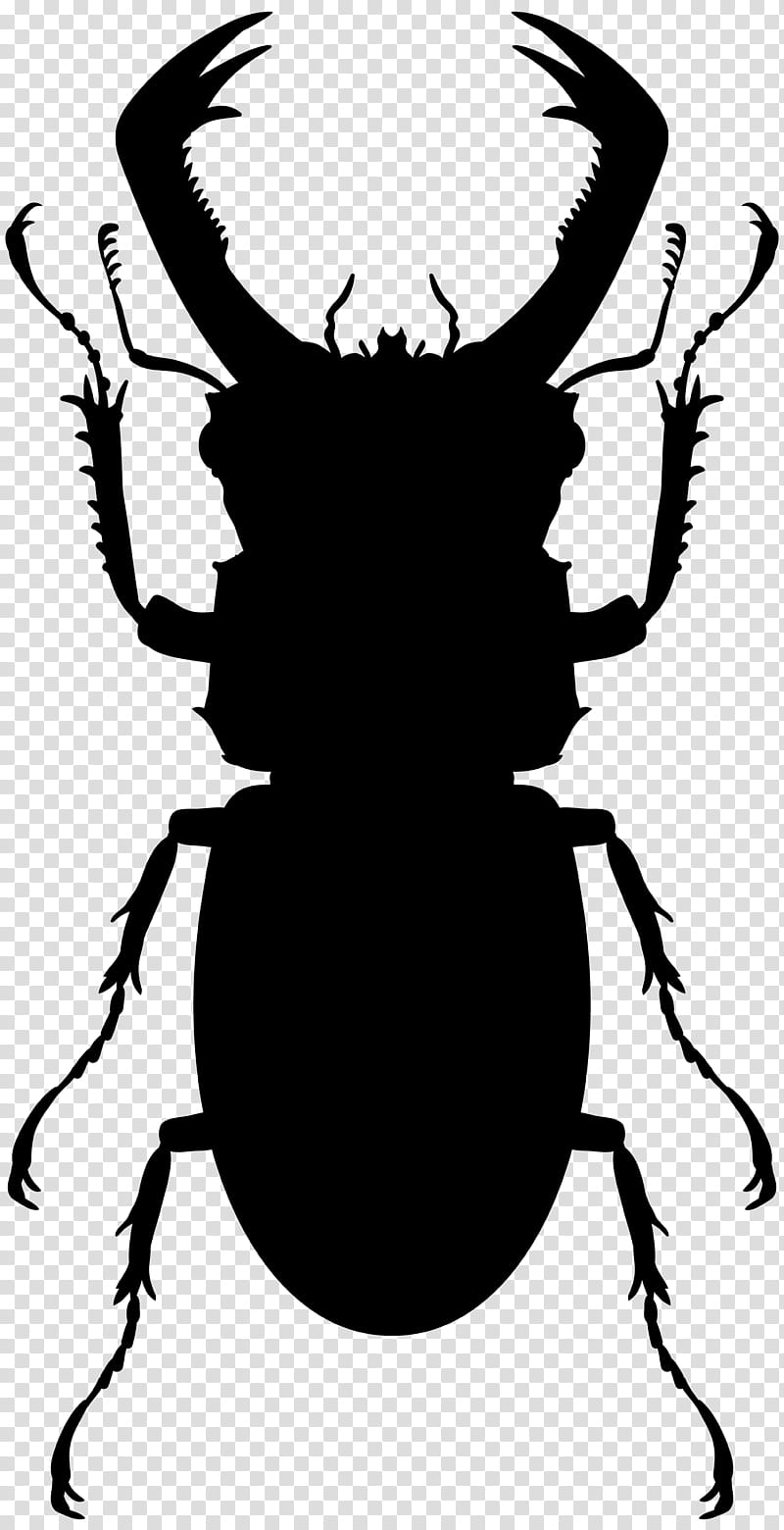 Elephant, Beetle, Hercules Beetle, Stag Beetle, Eastern Hercules Beetle, Japanese Rhinoceros Beetle, Elephant Beetle, Giant Stag transparent background PNG clipart