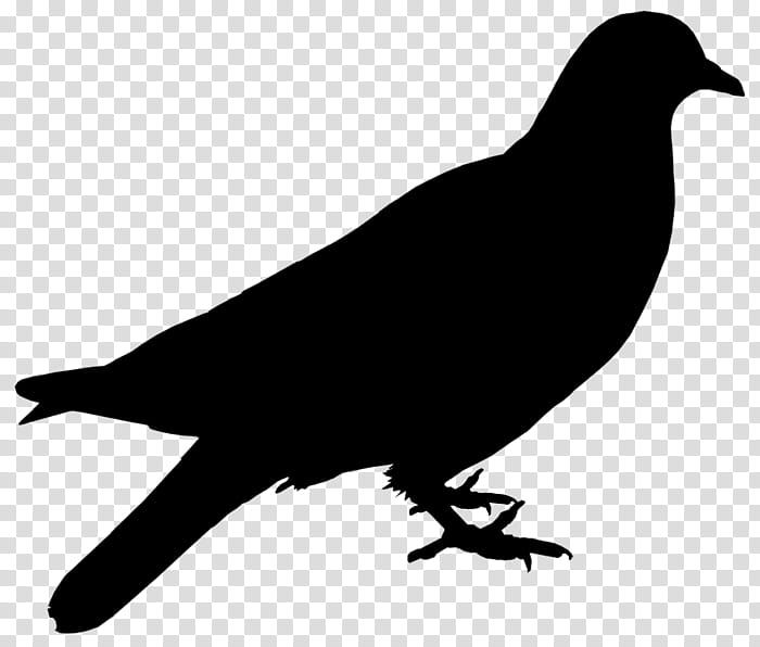 Bird Silhouette, American Crow, Document, Arizona, Birdwatching, Stencil, Beak, Crowlike Bird transparent background PNG clipart