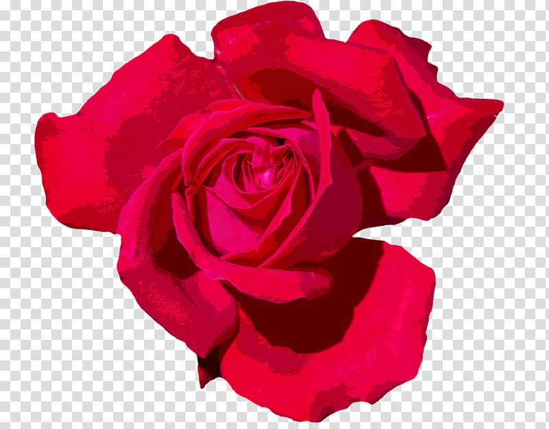 Pink Flowers, Garden Roses, Floribunda, Cabbage Rose, China Rose, Tea Rose, Red, Petal transparent background PNG clipart