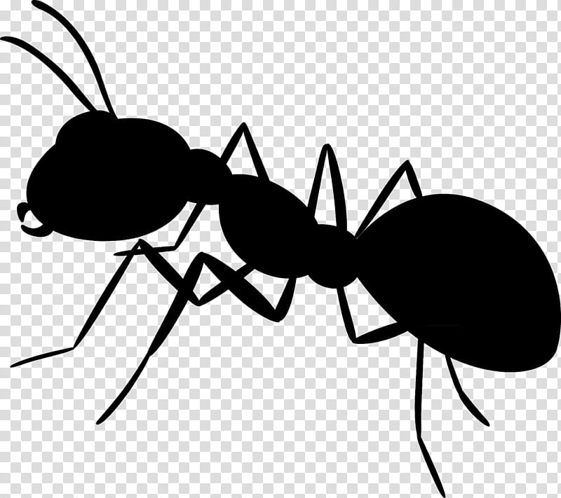 Ant, Insect, Cartoon, Line, Membrane, Pest, Carpenter Ant, Membranewinged Insect transparent background PNG clipart