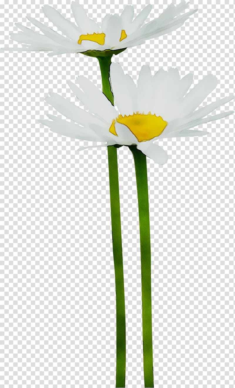 Flowers, Oxeye Daisy, Yellow, Plant Stem, Plants, Chamomile, Petal, Camomile transparent background PNG clipart