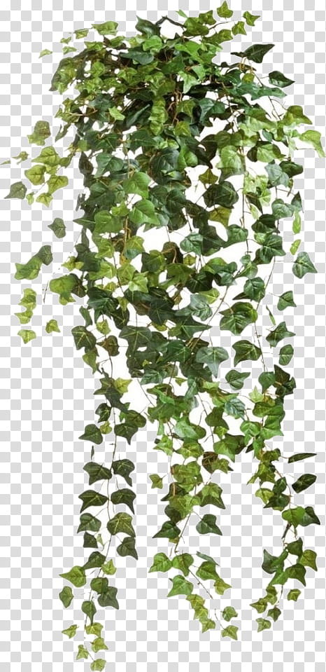 Family Tree, Vine, Common Ivy, Plant, Leaf, Flower, Woody Plant, Canoe Birch transparent background PNG clipart
