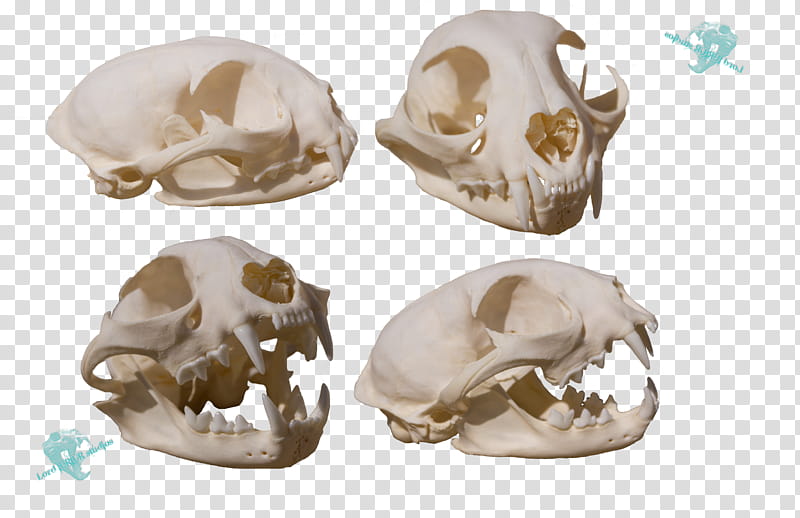 Bobcat skull, white animal skull transparent background PNG clipart