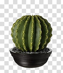 , cactus plant in black pot transparent background PNG clipart