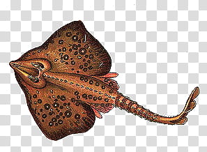 brown stingray illustration transparent background PNG clipart