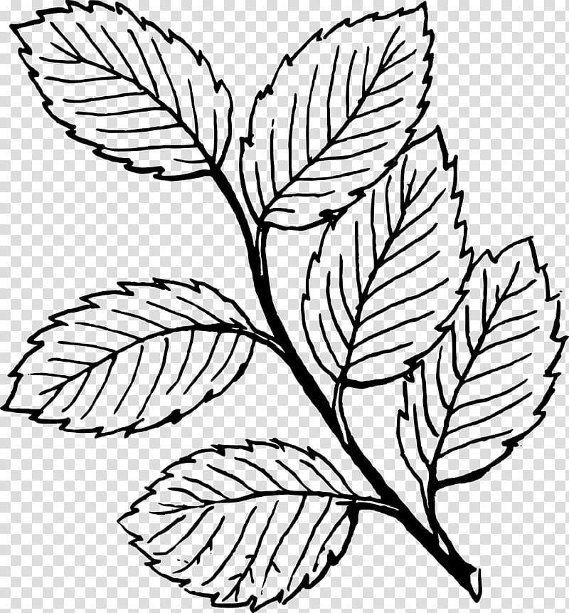 Black And White Flower, Leaf, Black White Fall, Drawing, Fall Leaves Black, Document, Autumn Leaf Color, Branch transparent background PNG clipart