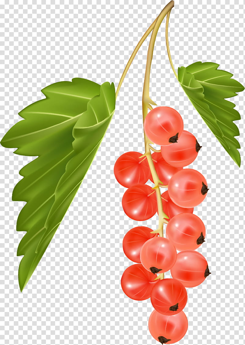 Grape, Zante Currant, Blackcurrant, Common Grape Vine, Redcurrant, Berries, White Currant, Fruit transparent background PNG clipart