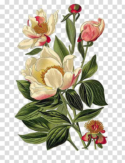 , white and pink magnolia flowers illustration transparent background PNG clipart