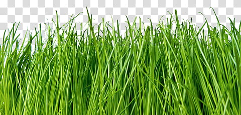 Spring, green grass field transparent background PNG clipart