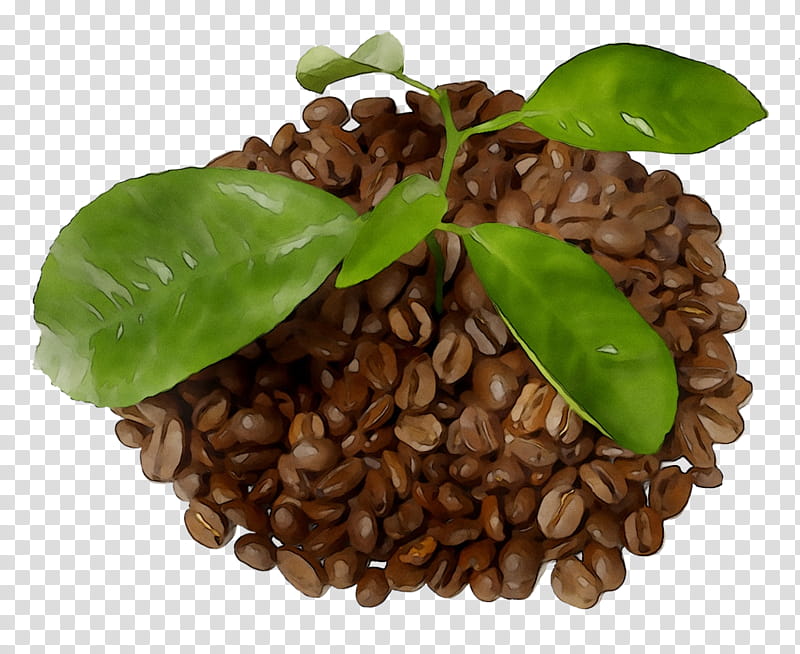 Plant Leaf, Coffee, Plantation, Vietnamese Iced Coffee, Portrait, Banco De ns, Food, Flowerpot transparent background PNG clipart