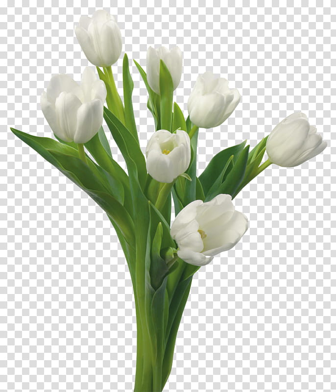 White Lily Flower, Tulip, Flower Bouquet, Floral Design, Cut Flowers, Garden Roses, Petal, Vase transparent background PNG clipart