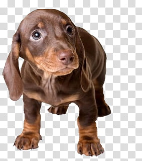 Dog, brown and tan Dobermann puppy transparent background PNG clipart