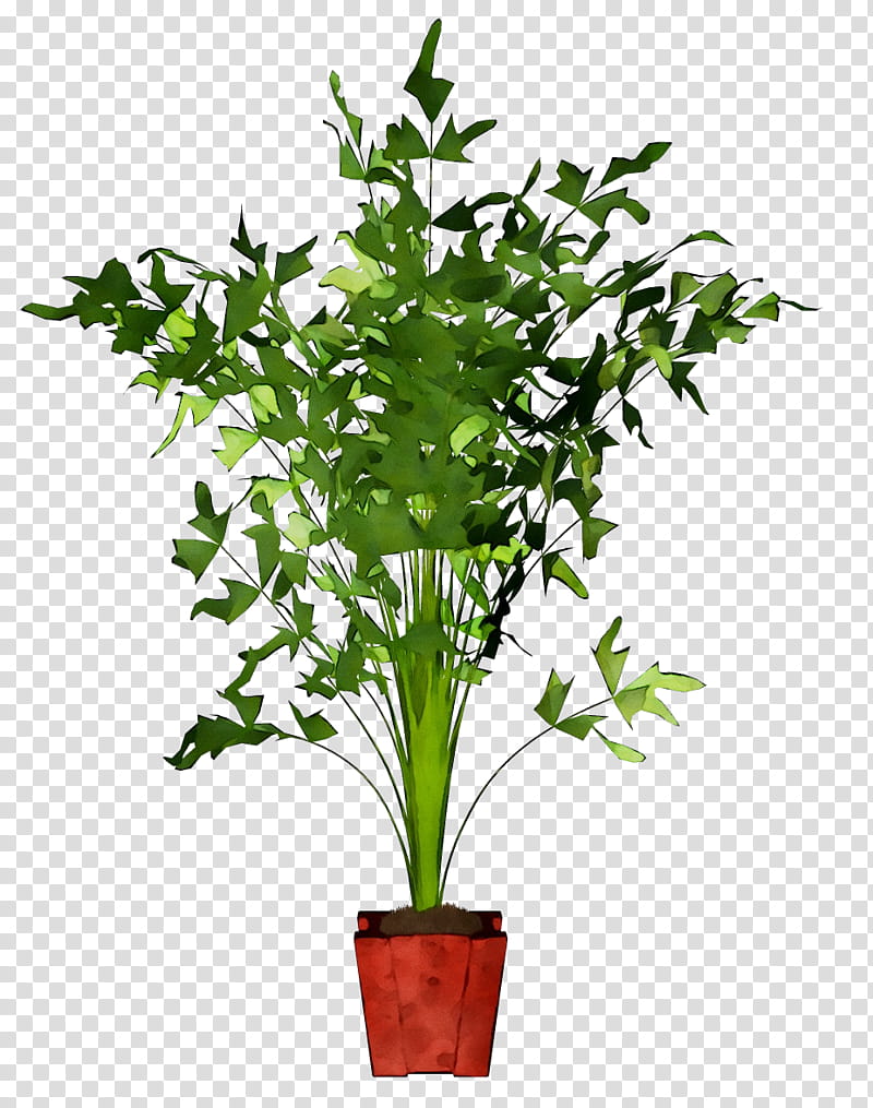 Palm Tree, Caryota Mitis, Houseplant, Plants, Flowerpot, Hyophorbe Verschaffeltii, Leaf, Chlorophytum Comosum transparent background PNG clipart