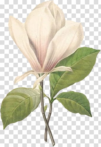CuPanda, white and pink magnolia flower in bloom illustration transparent background PNG clipart