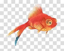 Fishes Pescaditos, orange fish illustration transparent background PNG clipart