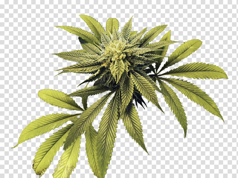 Cannabis Leaf, Cannabis Shop, Medical Cannabis, Legality Of Cannabis, Cleveland, Hemp, Canton, Dispensary transparent background PNG clipart