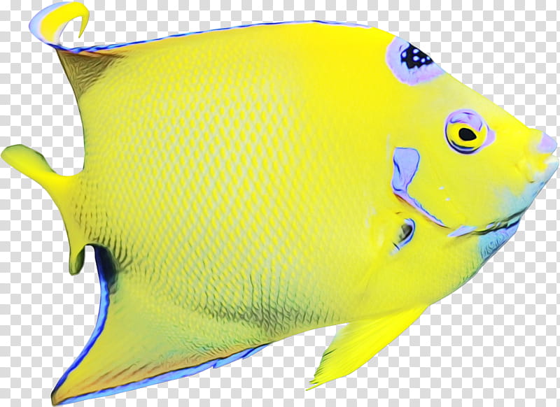 fish pomacanthidae fish yellow holacanthus, Watercolor, Paint, Wet Ink, Butterflyfish, Pomacentridae, Coral Reef Fish transparent background PNG clipart