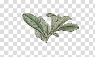Flower Euphoria, green leaf transparent background PNG clipart