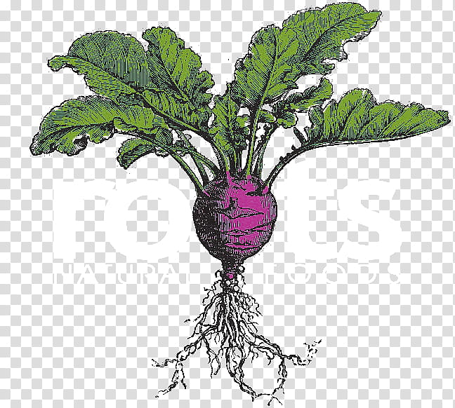 Tree Root, Vegetable, Food, Restaurant, Menu, Organic Food, Cabbage, Cuisine transparent background PNG clipart