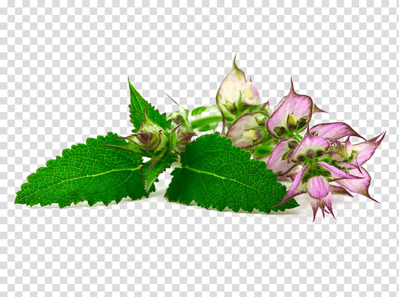 Clary Common sage West Indian Lantana Essential oil Herb, Plants, Medicinal Plants, Flower, Herbal Medicine, Leaf, Perilla, Impatiens transparent background PNG clipart