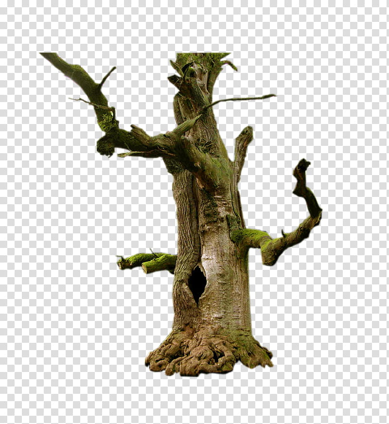 Old Tree, tree trunk with moss transparent background PNG clipart