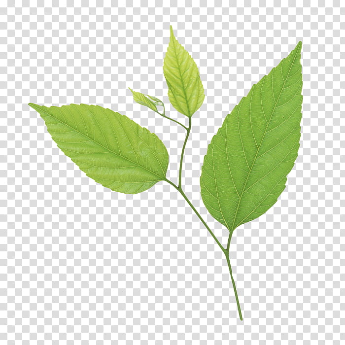 Green Leaf, Bluegreen, Plants, White, Spring Green, Branch, Plant Stem, Tree transparent background PNG clipart