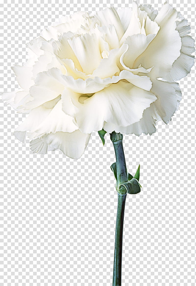 Artificial flower, White, Cut Flowers, Plant, Petal, Carnation, Plant Stem, Rose transparent background PNG clipart