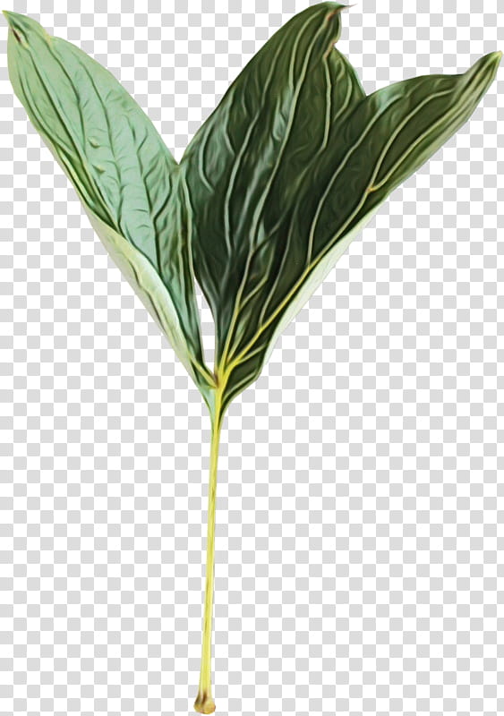 Family Tree, Leaf, Plant Stem, Herb, Plants, Flower, Anthurium, Arum Family transparent background PNG clipart