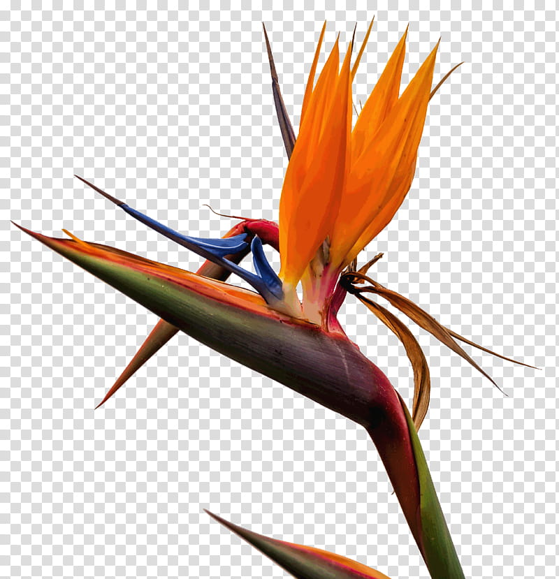 Bird Of Paradise, Santa Maria Di Castellabate, San Marco, Bird Of Paradise Flower, Feather, Beak, Orange, Plant transparent background PNG clipart