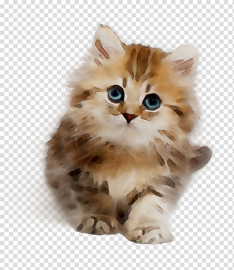 Kitten, Persian Cat, Asian Semilonghair, Ragamuffin Cat, Munchkin Cat, Norwegian Forest Cat, American Curl, Cymric transparent background PNG clipart